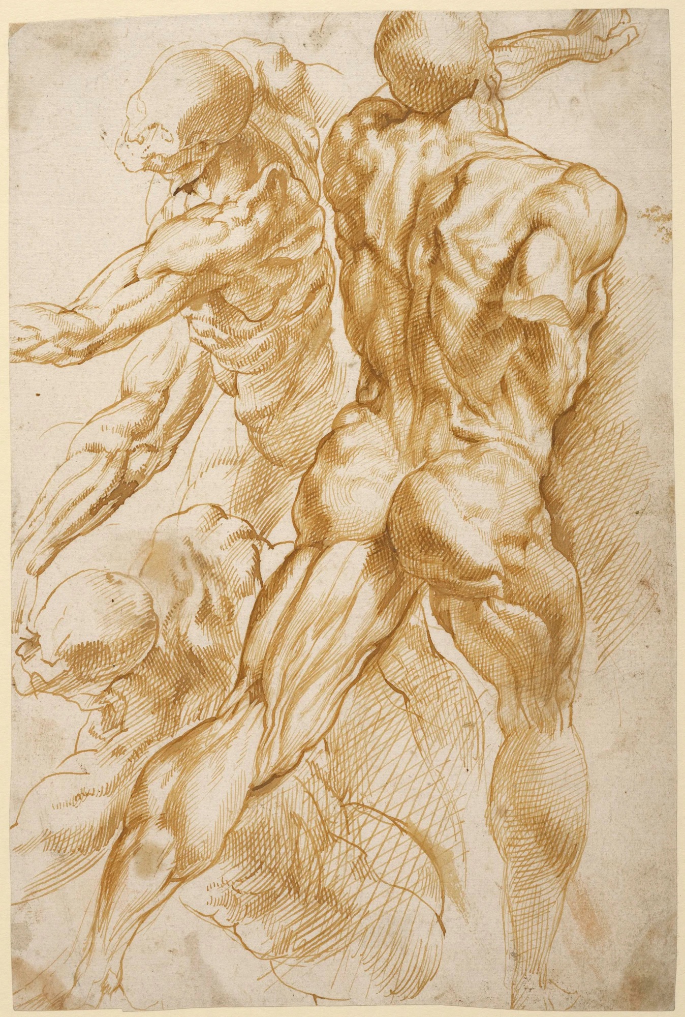 Peter Paul Rubens, Anatomical Studies, pen and ink, c. 1605